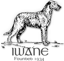 Irish Wolfhound Association of New England