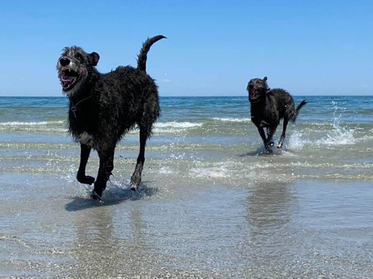 Contact and Breeder Referral Irish Wolfhound Association of New England