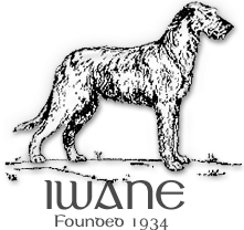 IWANE Logo