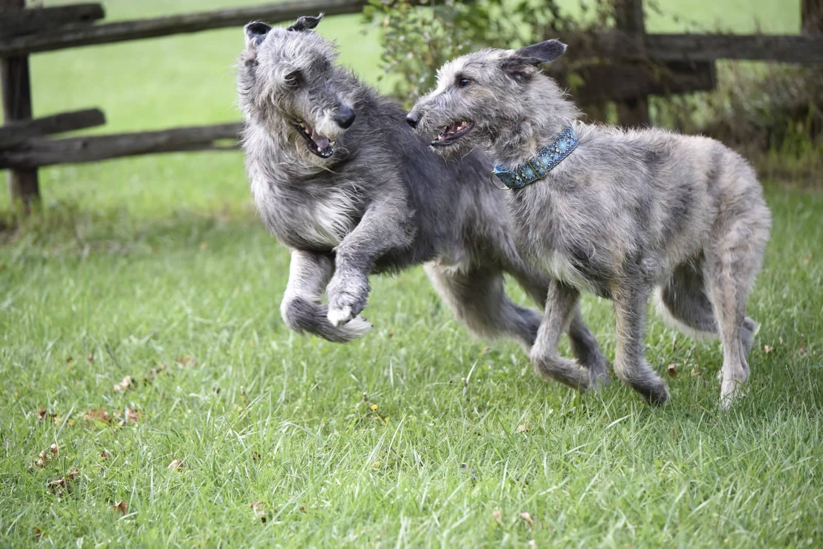 Showing Irish Wolfhound